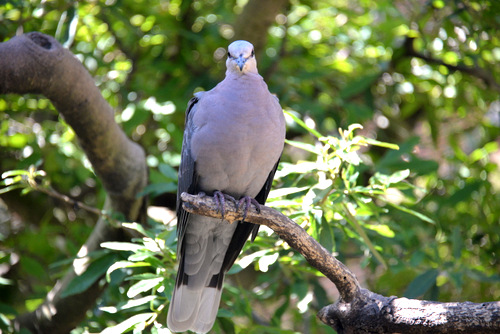 World of Birds Wildlife Sanctuary.